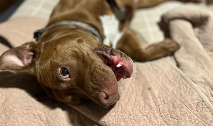 Bonnie the dog lying down with her mouth open